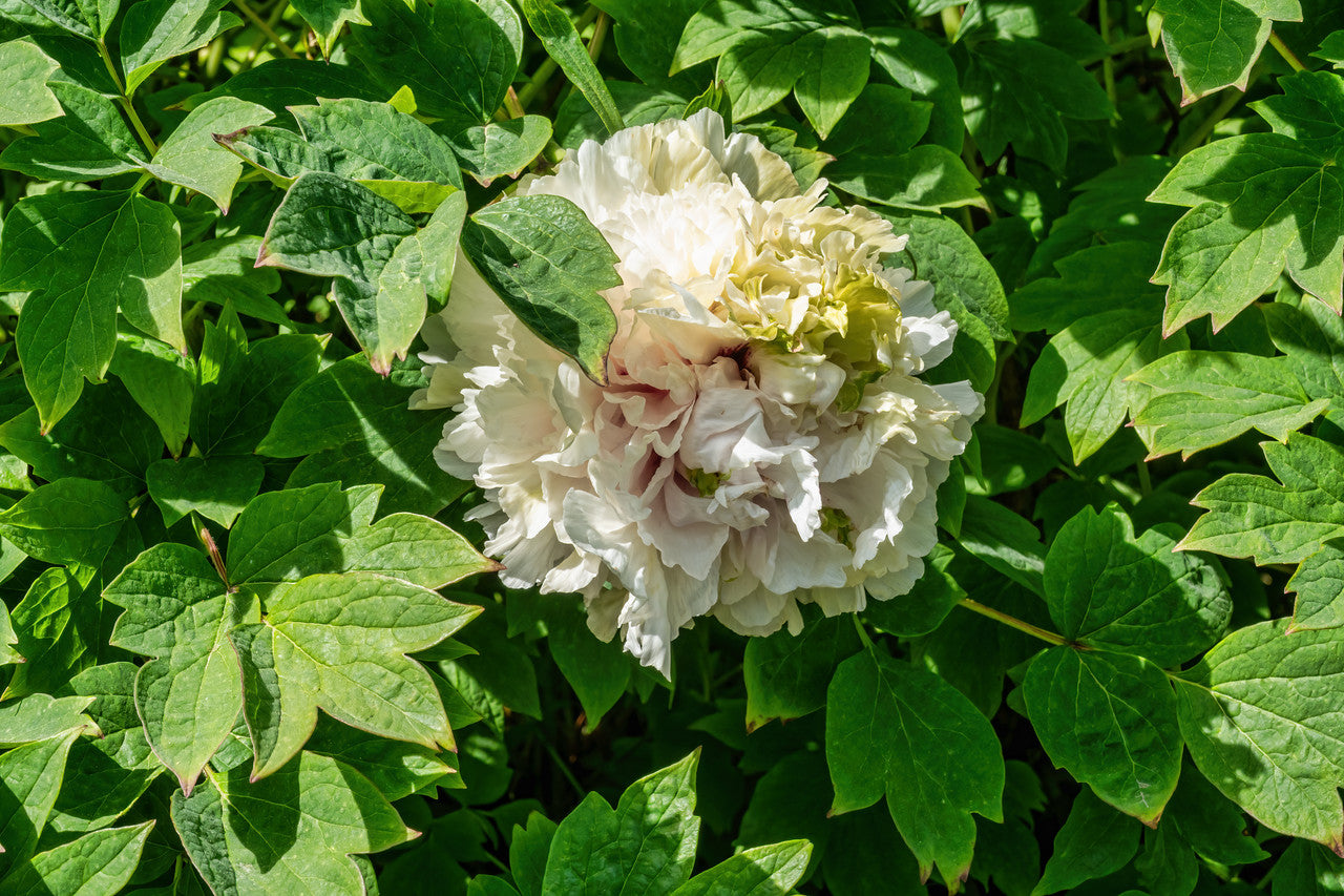 "Green peas" large flower tree peony