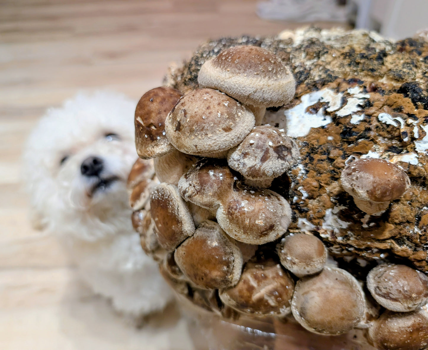 Organic Shiitake Fruiting Block – Mushroom Growing Kit