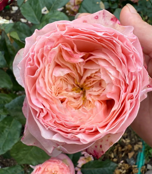 Harper lookalike garden rose plant flower bush deciduous shrub