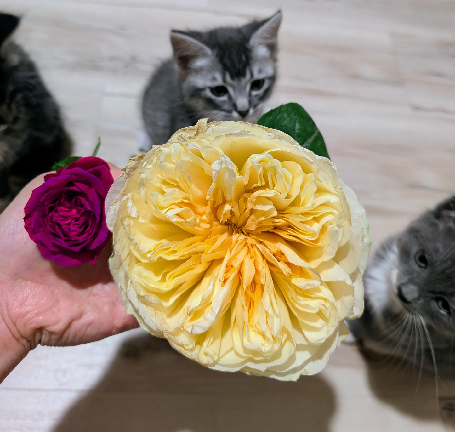 Antonia's Garden lookalike garden rose plant large flower bush deciduous shrub