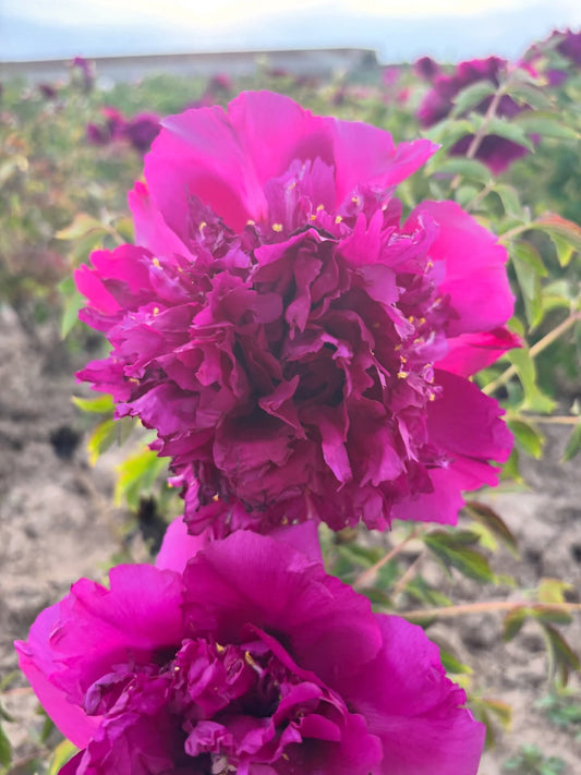 Cheng Xin tree peony