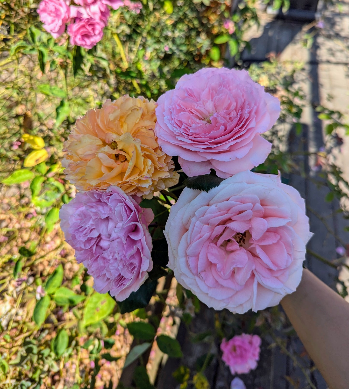 Mayra Bridal lookalike garden rose plant flower bush shrub