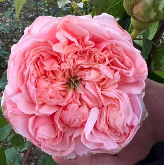 Eve DA garden rose plant flower bush shrub