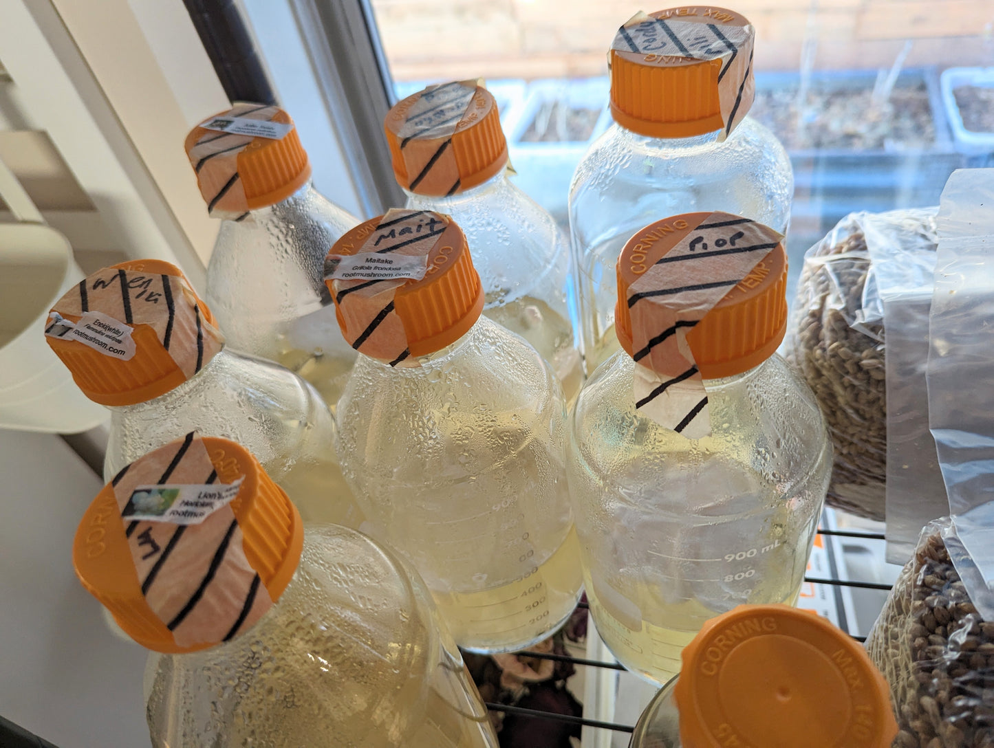 Free gourmet mushroom liquid spore