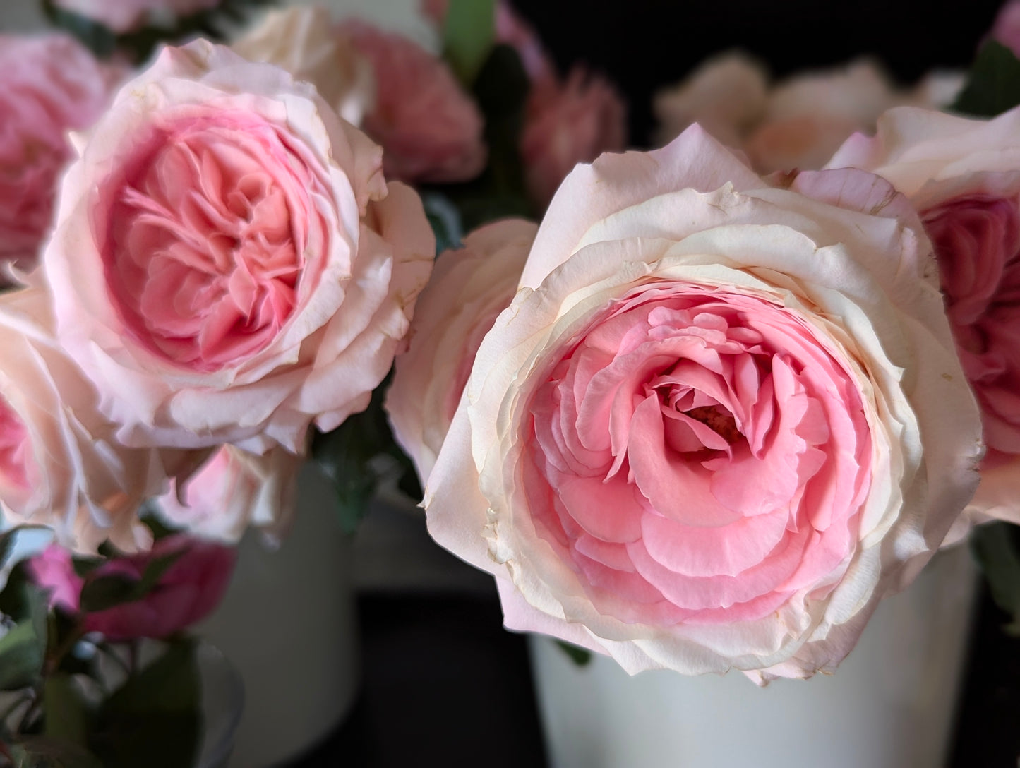 Mayra Bridal lookalike garden rose plant flower bush shrub