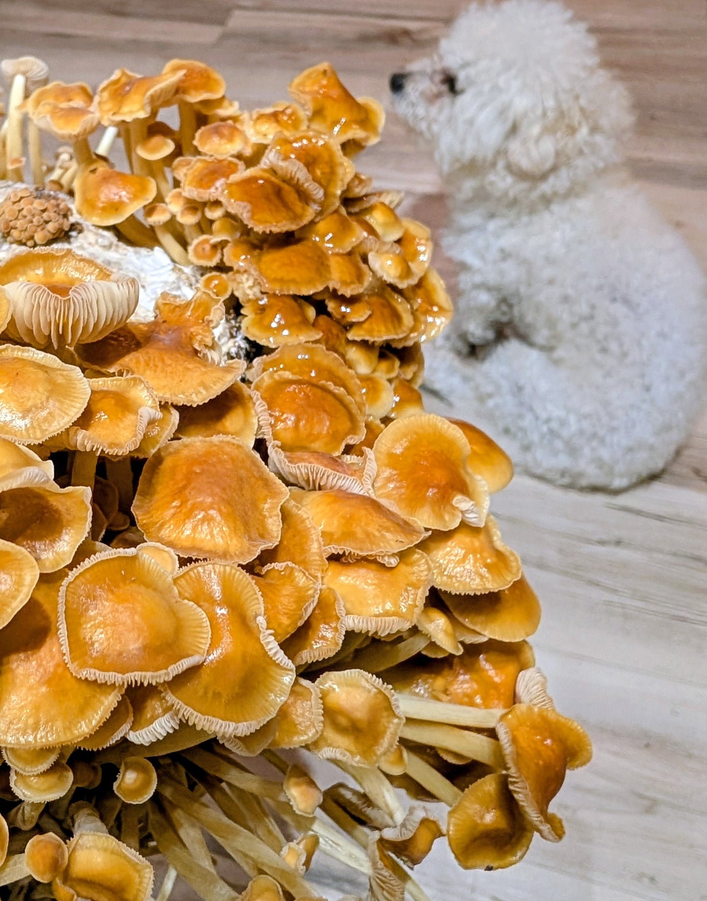 Organic Golden Enoki Fruiting Block – Mushroom Growing Kit