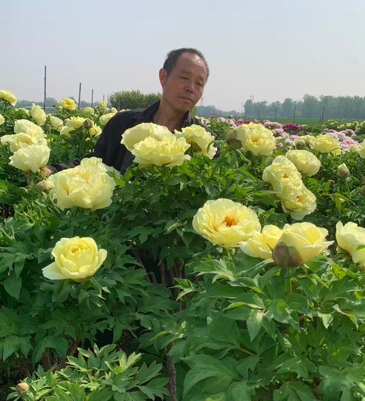 Golden Crown tree peony