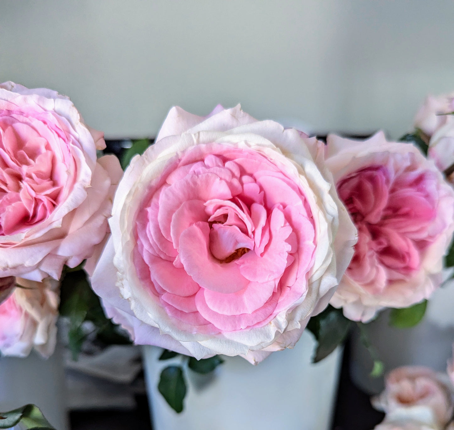 Mayra Bridal lookalike garden rose plant flower bush shrub