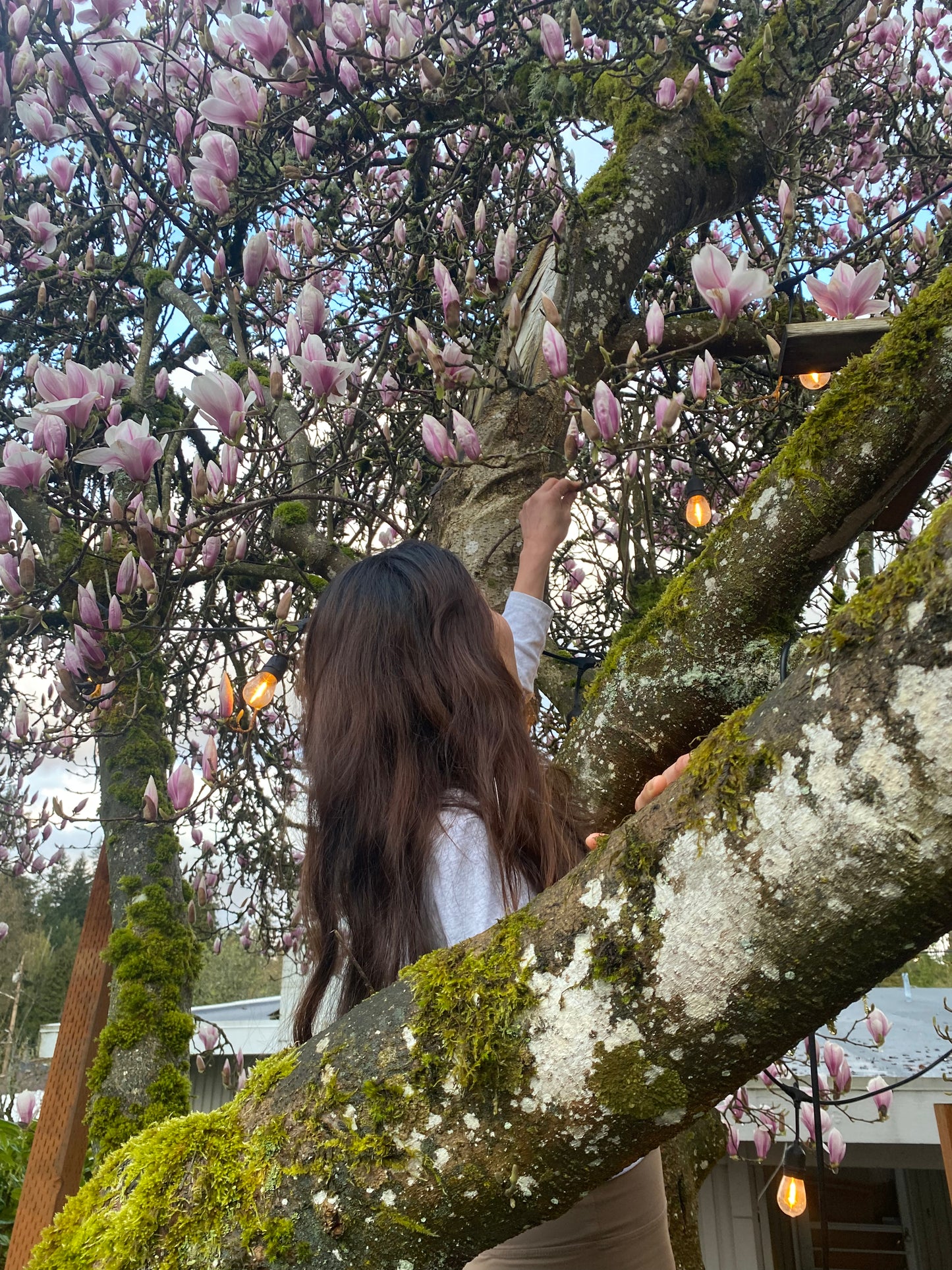 Free magnolia branch for decoration