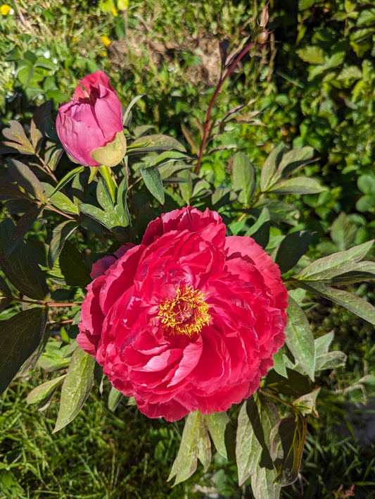 Lost tag red large flower cold hardy part shade tree peony