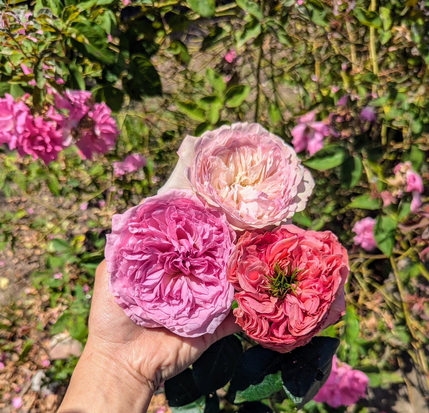New rose garden rose plant flower bush shrub