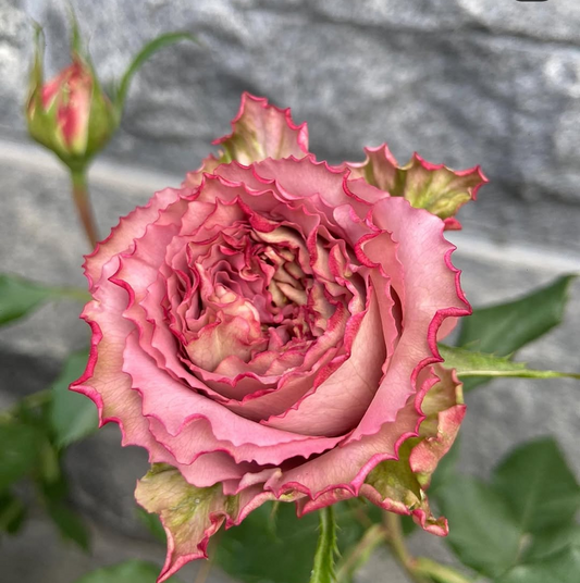 The Nature garden rose plant flower bush shrub