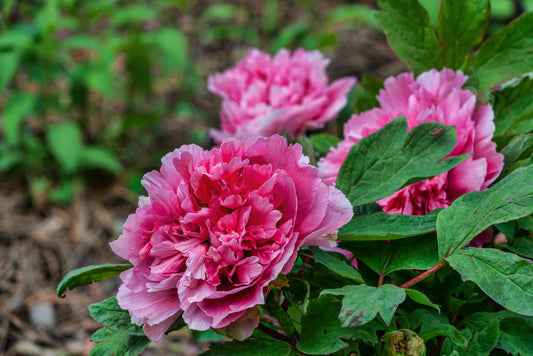 "Large Hu's Red" large flower tree peony