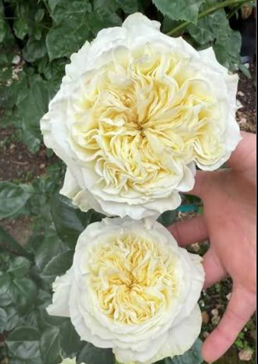 Paradise White garden rose plant flower bush shrub