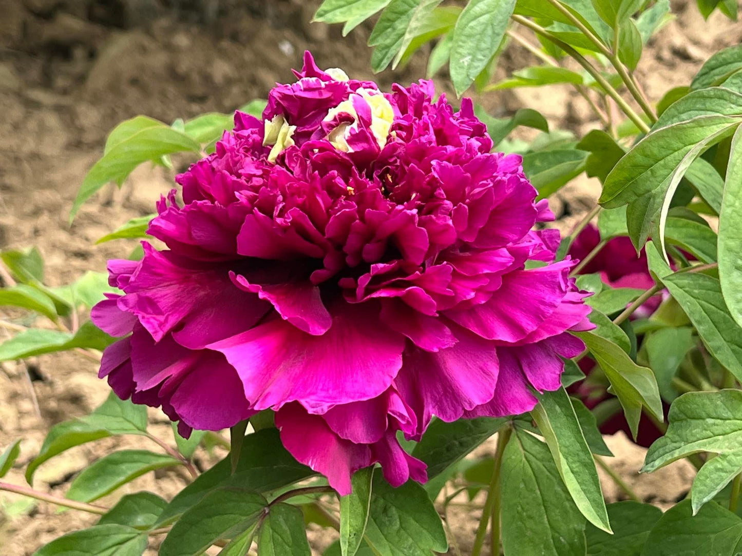 "Champion Crown" large flower tree peony