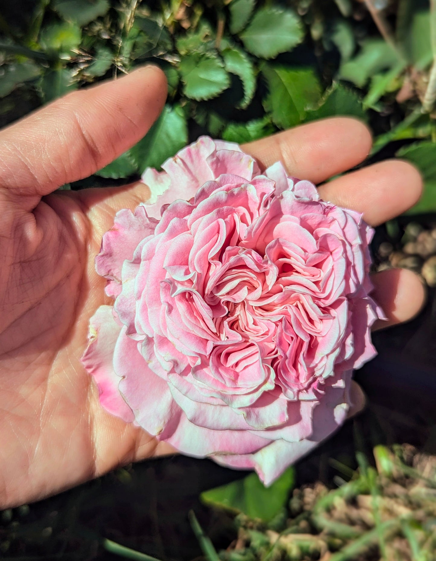 Ashley lookalike thornless rose garden rose plant flower bush shrub