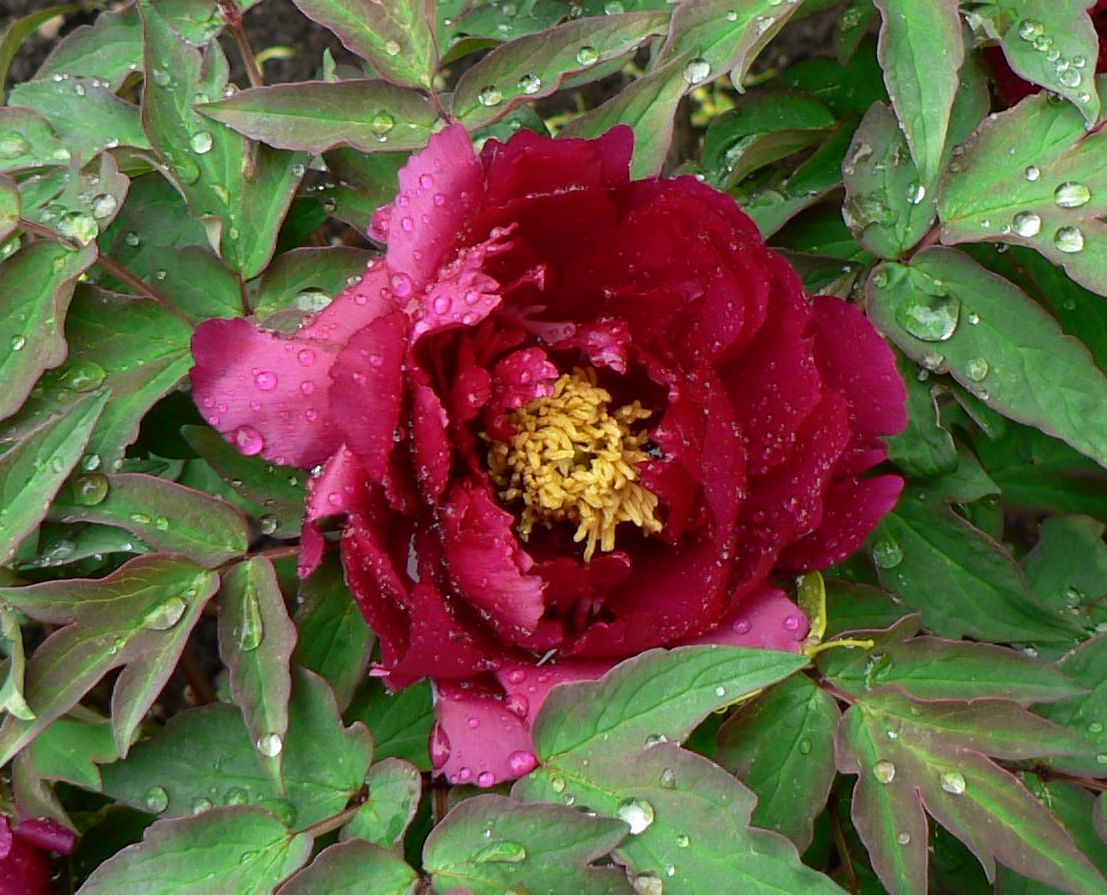 "Dark Gold Dazzle Splendor" large flower tree peony