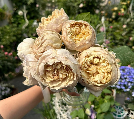 Charlotte Perriand Japanese garden rose plant flower bush shrub