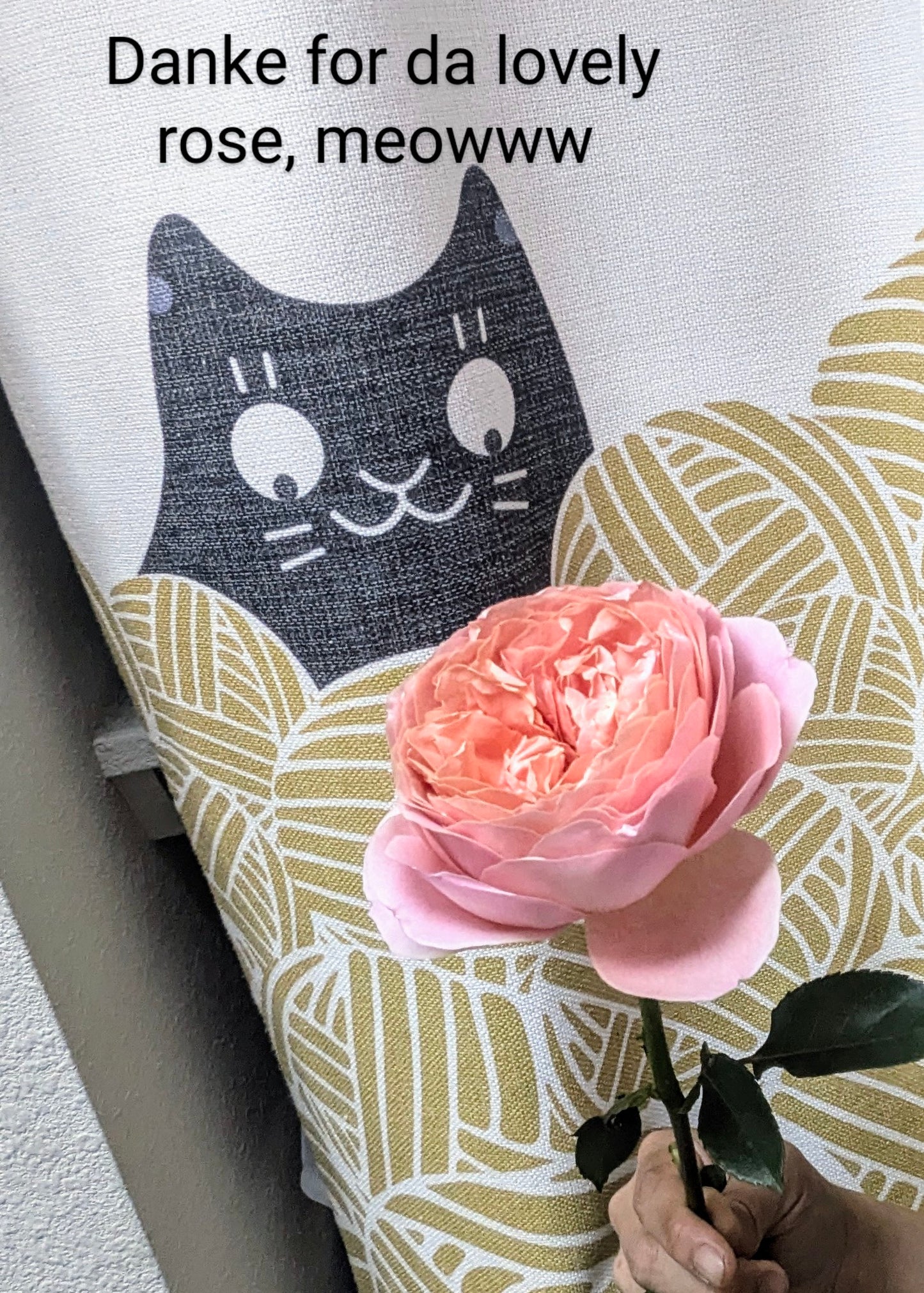 Romantic Antike lookalike garden rose plant flower bush shrub