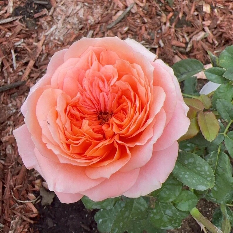 Dragonfly garden rose plant flower bush shrub