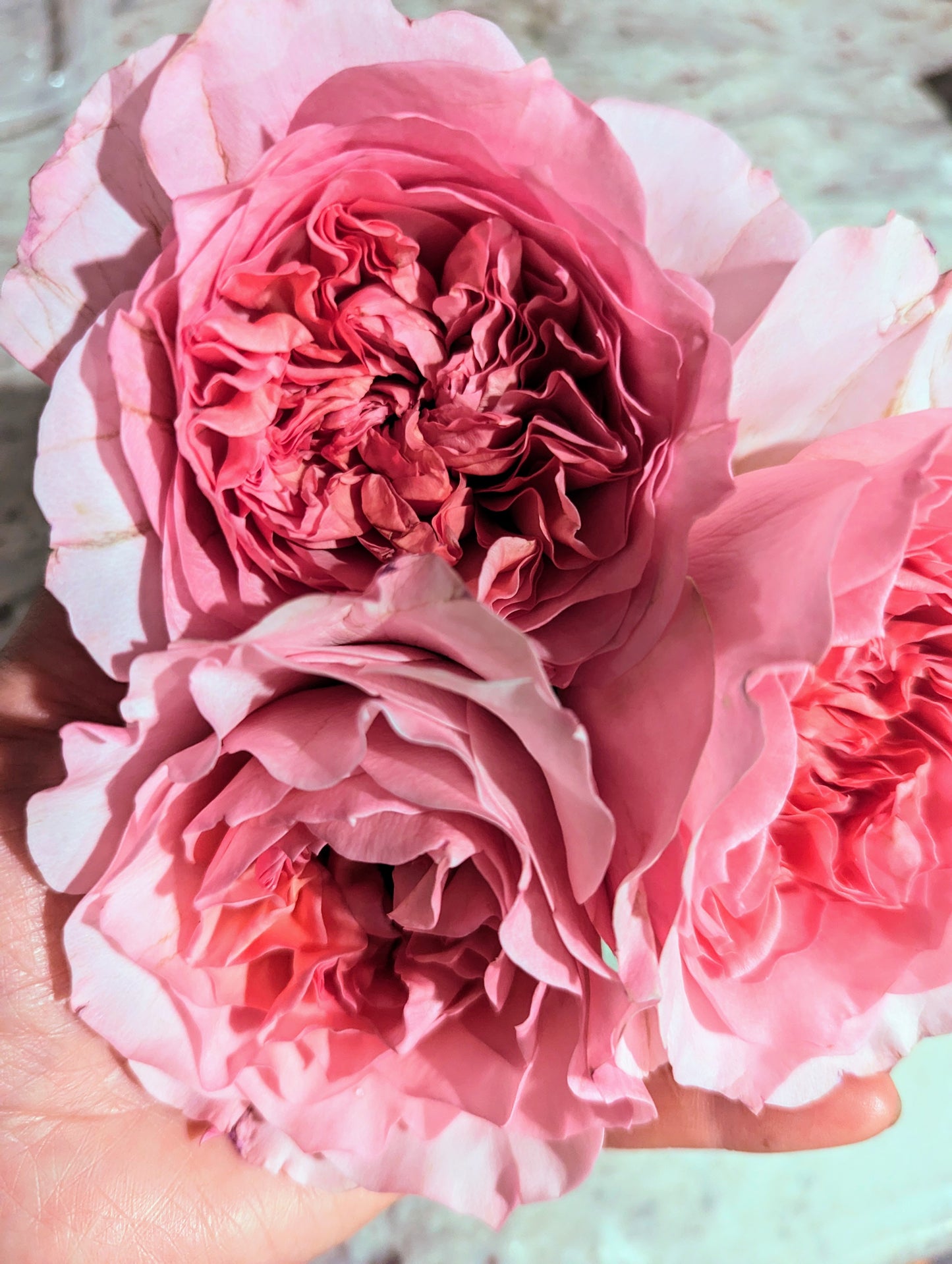 New rose garden rose plant flower bush shrub