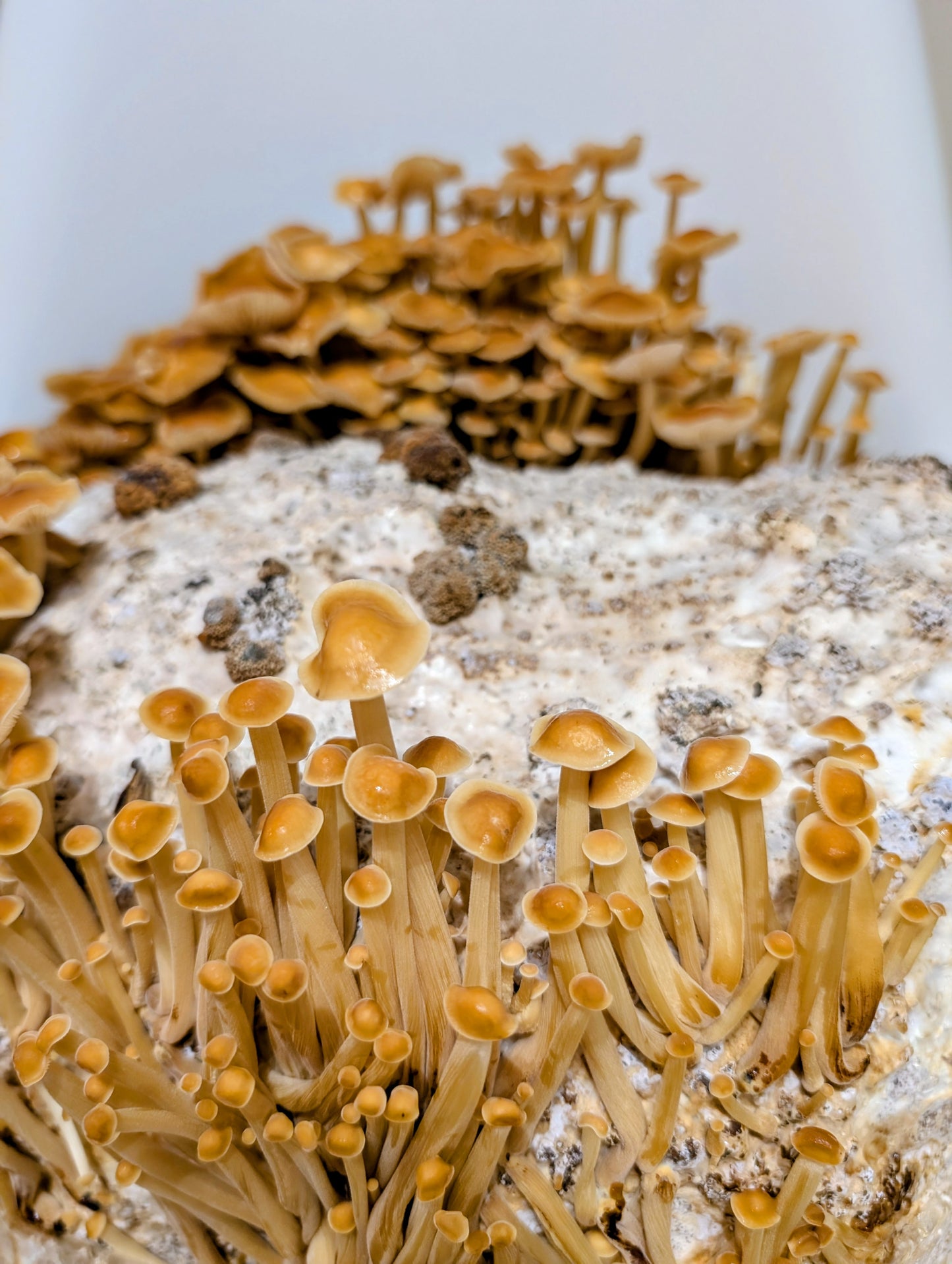 Organic Golden Enoki Fruiting Block – Mushroom Growing Kit