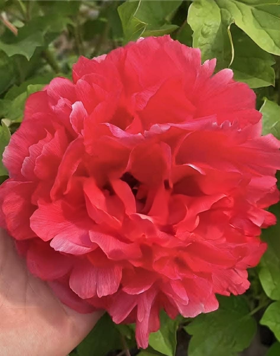 "Alchemist's Fire" large flower tree peony