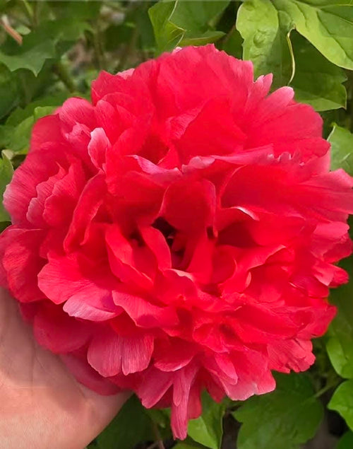 "Alchemist's Fire" large flower tree peony