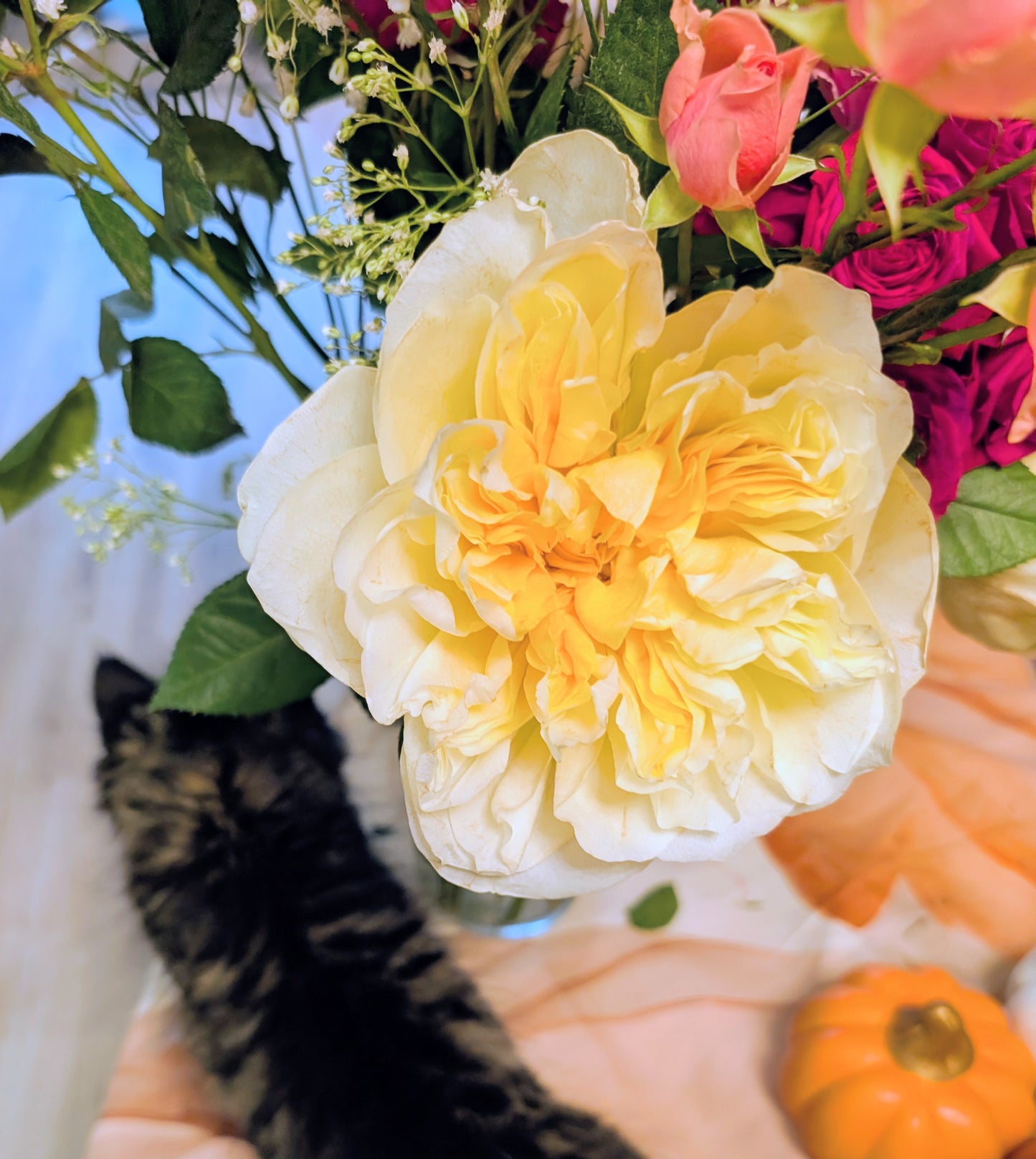 Antonia's Garden lookalike garden rose plant large flower bush deciduous shrub