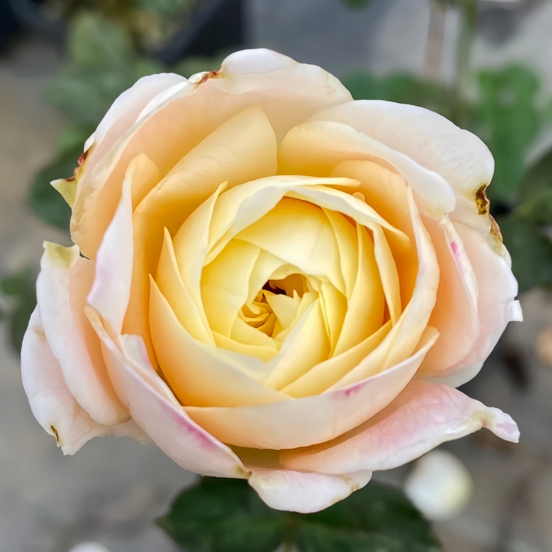 Priscilla lookalike garden rose plant flower bush shrub