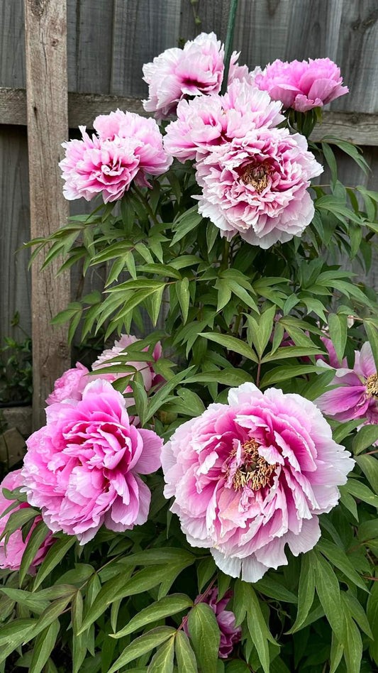 Japanese large flower tree peony (available soon)