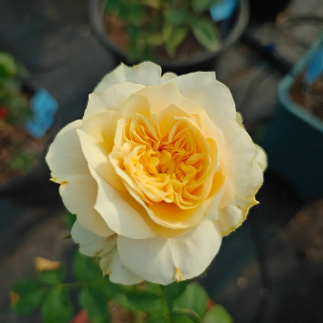 King's Cross garden rose plant flower bush shrub