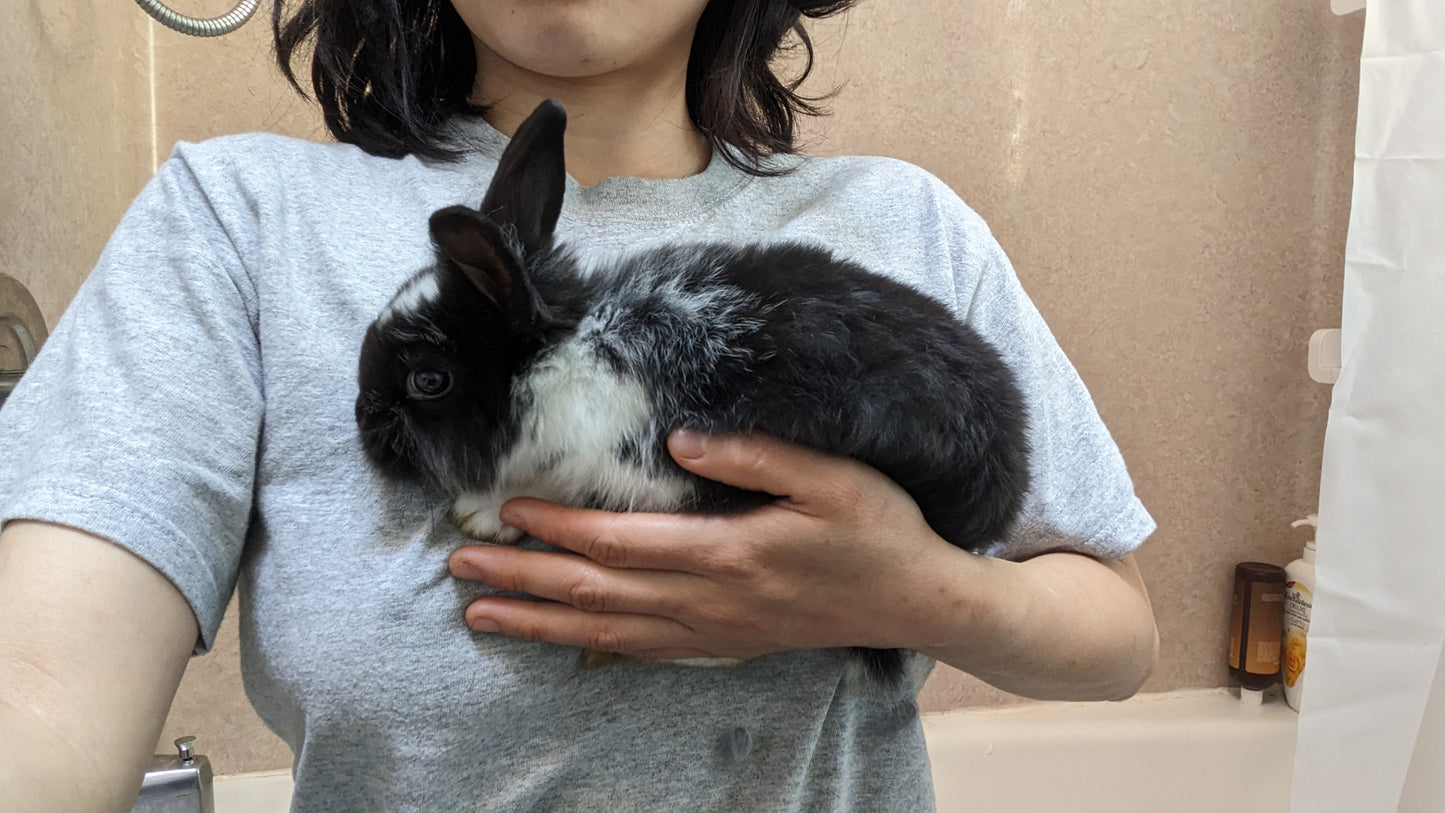 2-6 month old bunny rabbits