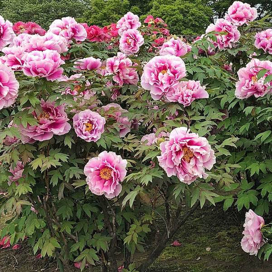Shimano-fuji Japanese large flower tree peony