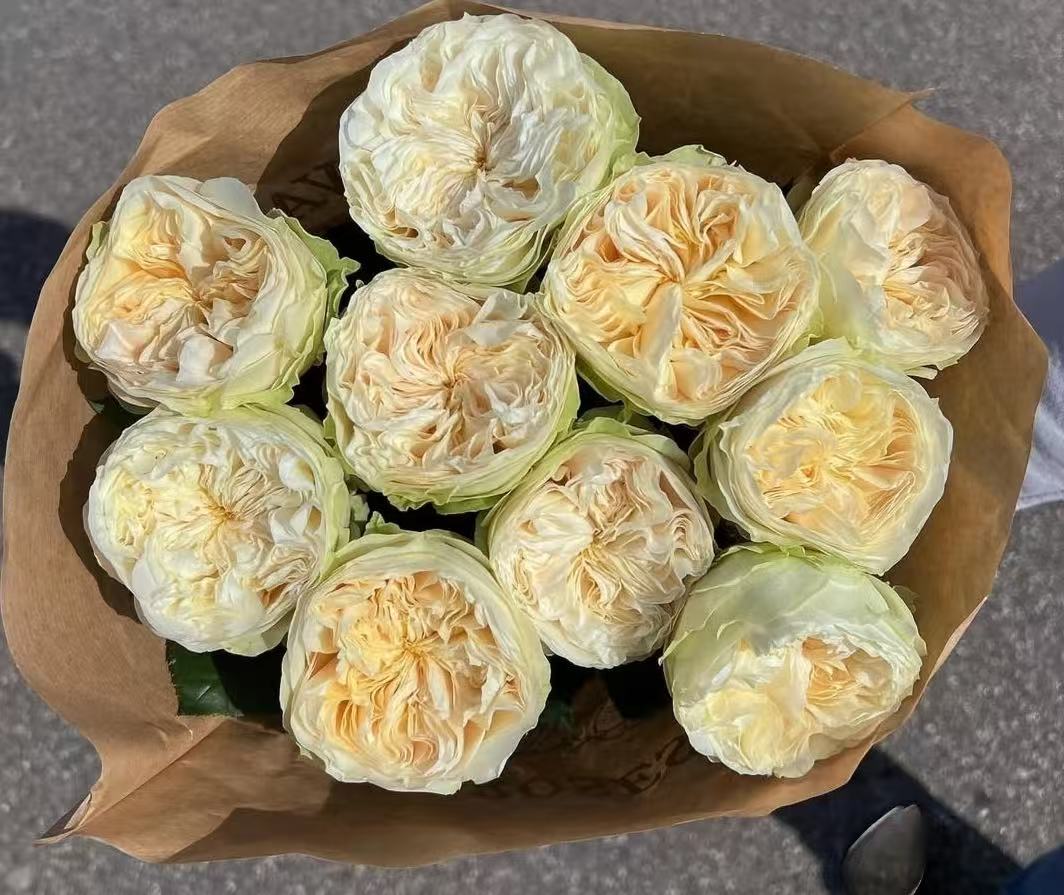 Lovely Harper lookalike garden rose plant flower bush deciduous shrub