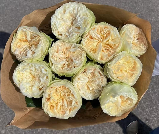 Lovely Harper lookalike garden rose plant flower bush deciduous shrub