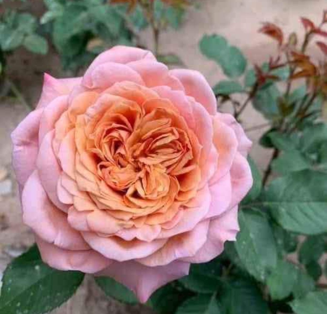 Miyabi Cha Japanese wedding garden rose plant large flower bush deciduous shrub