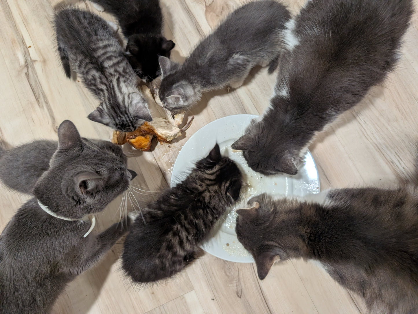 2.5 month old kitten kitty cats