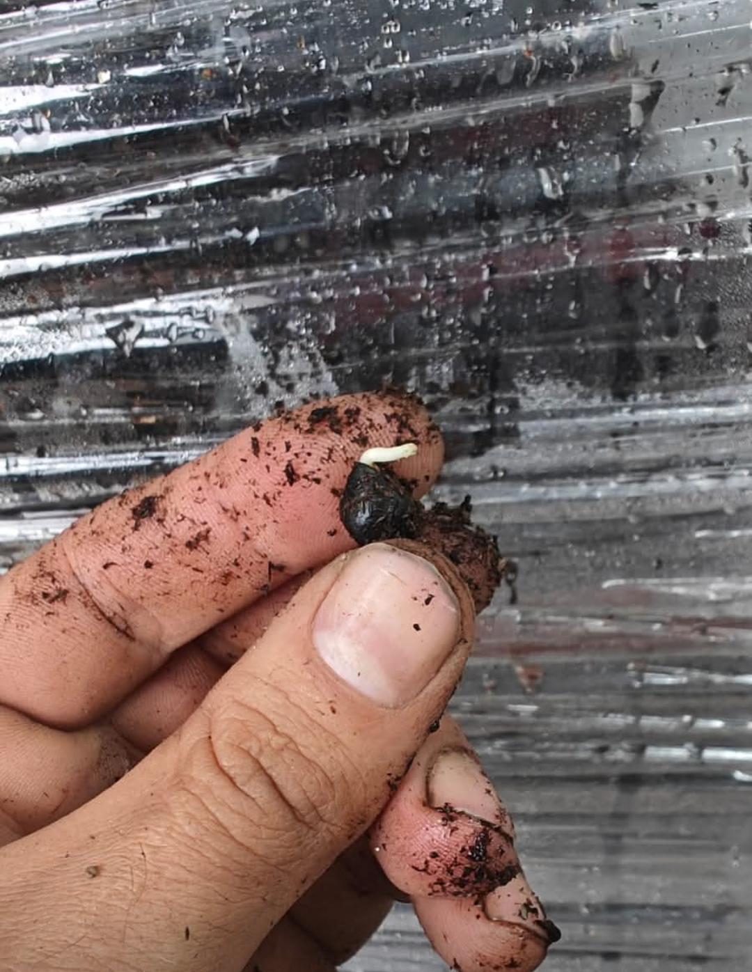 Mixed seeds large flower tree peony