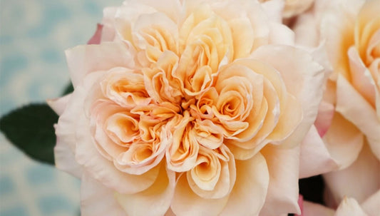 Issei Japanese garden rose plant flower bush deciduous shrub