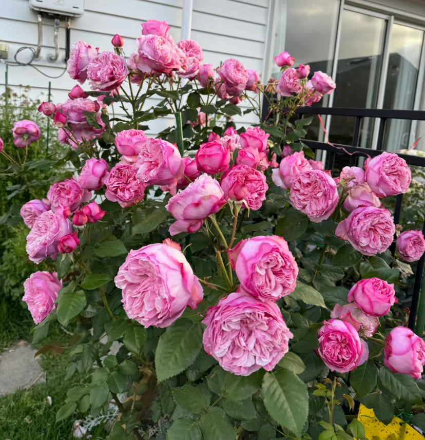 Care lookalike garden rose plant flower bush deciduous shrub