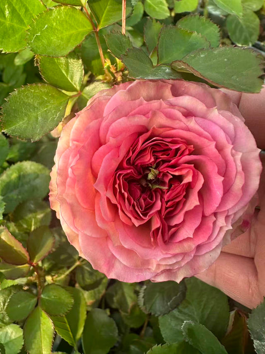 Ritual lookalike garden rose plant flower bush deciduous shrub