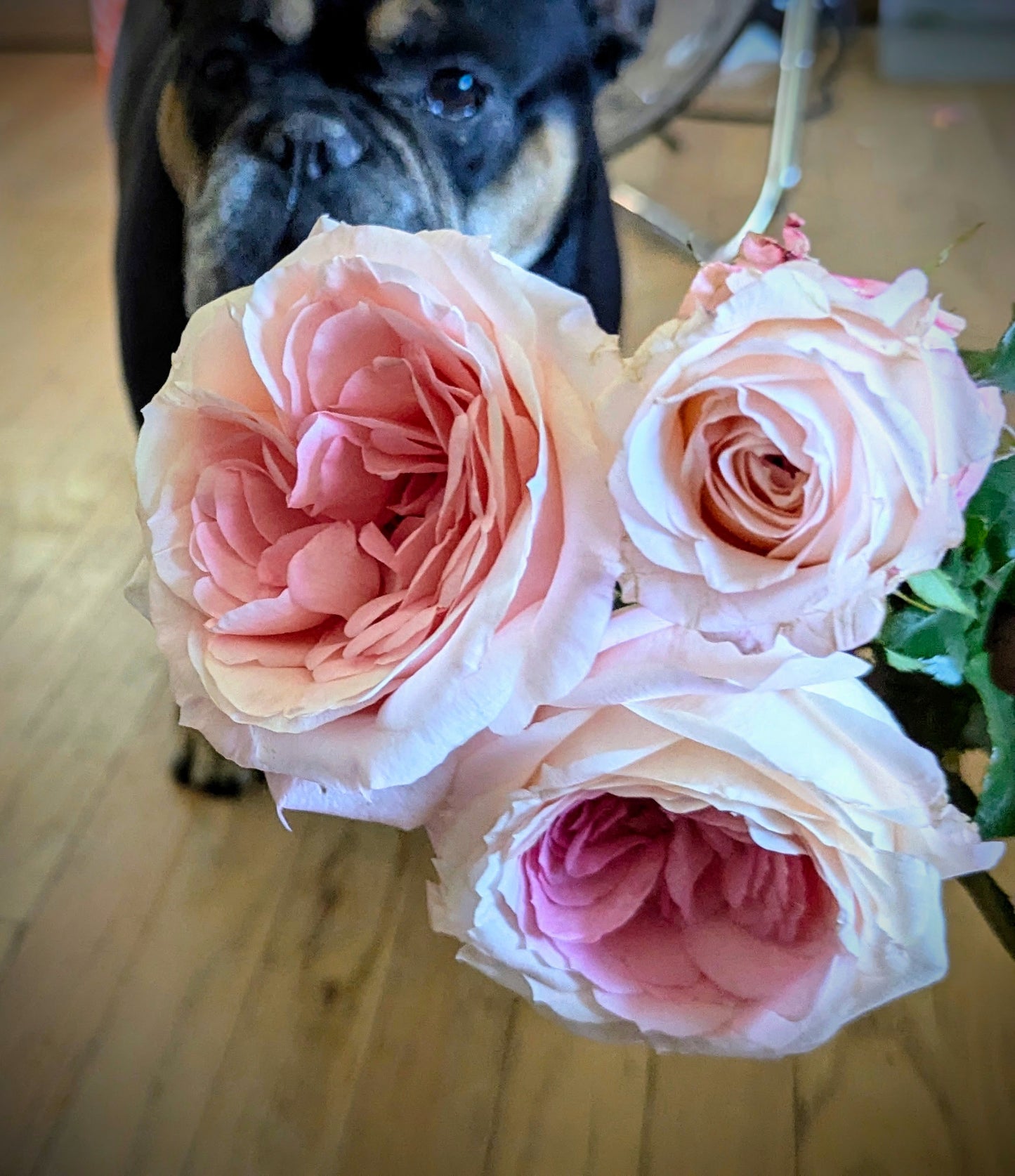 Mayra Bridal lookalike garden rose plant flower bush shrub