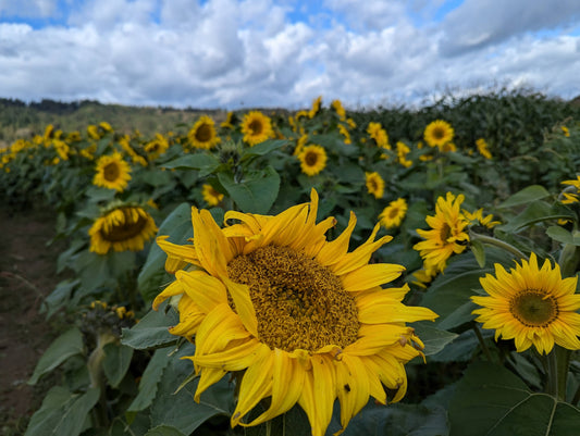 Giant sunflower