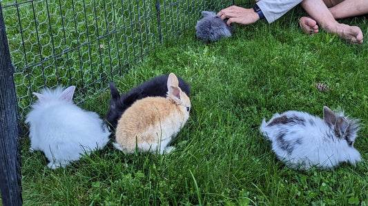 2-6 month old bunny rabbits