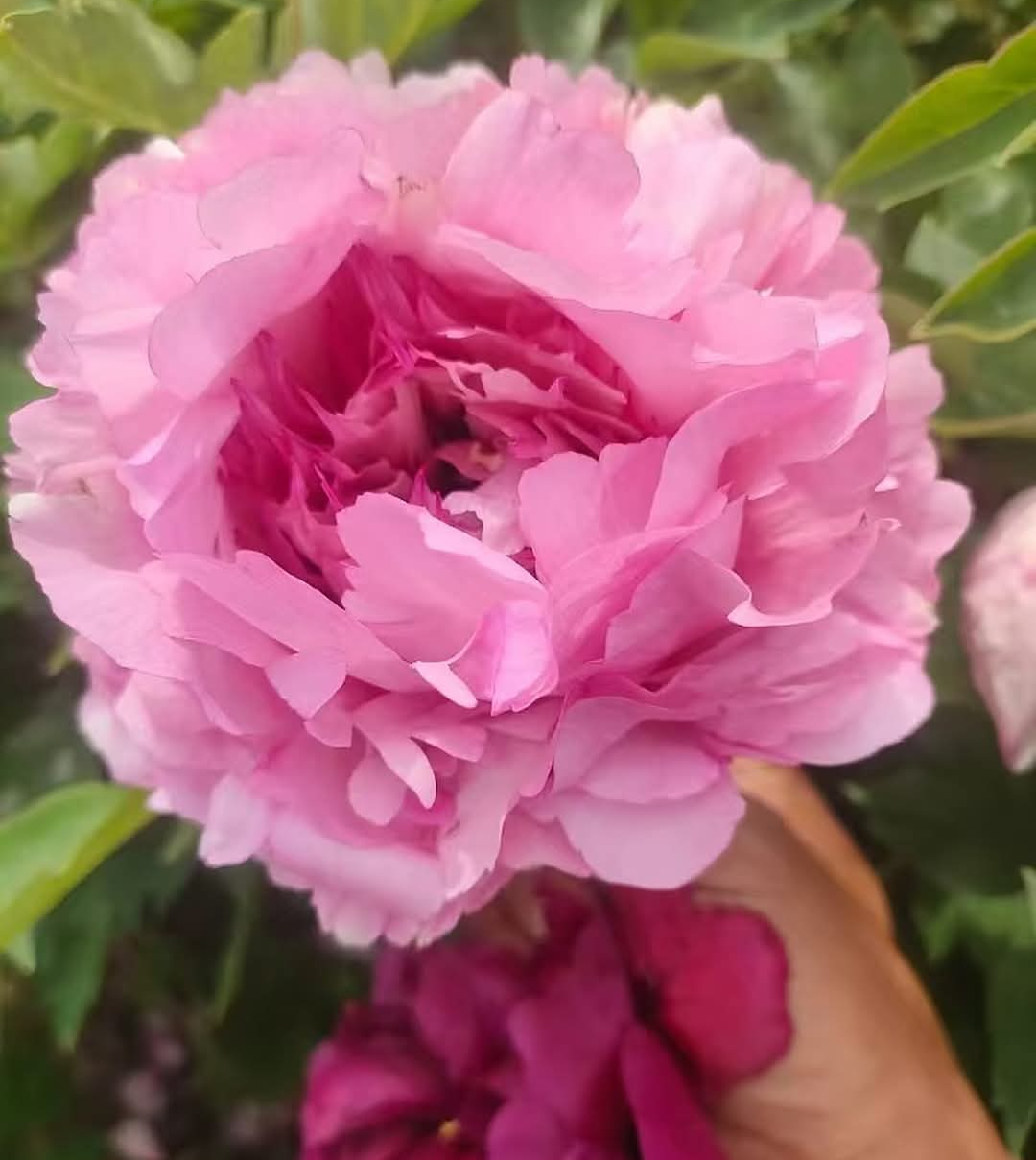 "Peaceful Prosperous Age" multicolor large flower tree peony