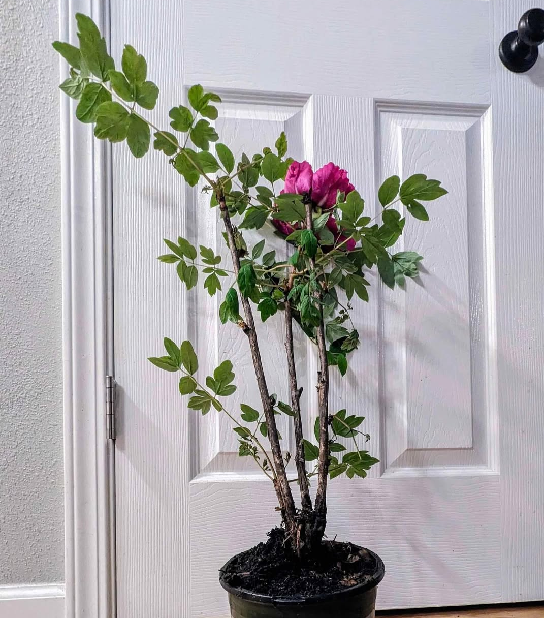 "Sweet Magic" large flower tree peony