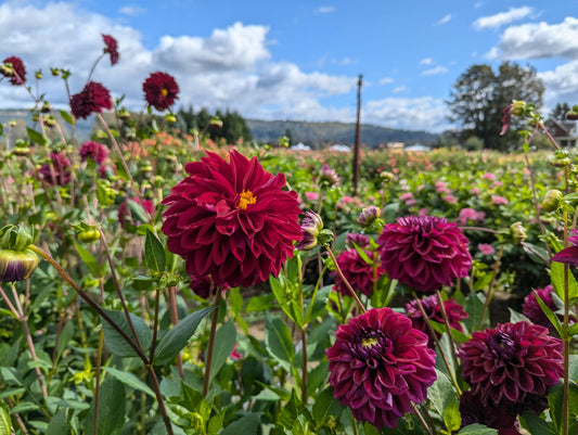 Red Dahlia