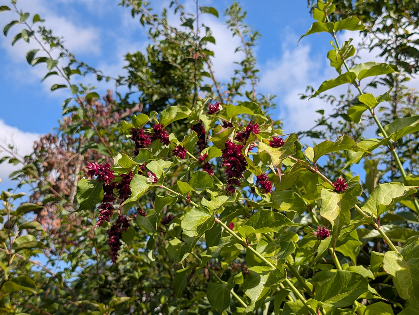Free Himalayan honeysuckle seeds and cuttings