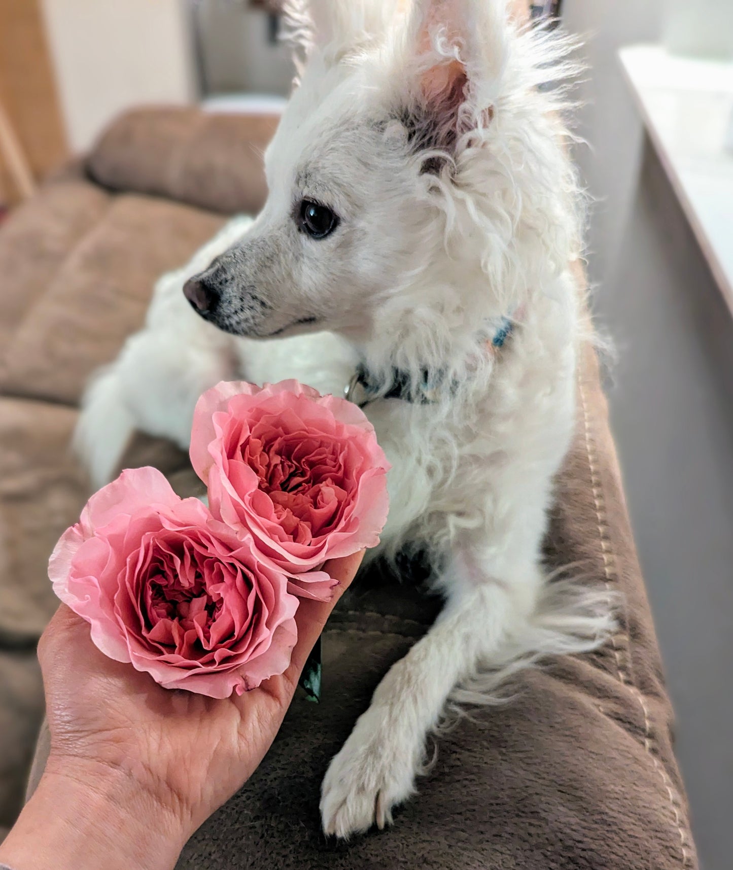 New rose garden rose plant flower bush shrub